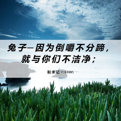 Picture 06 - 利 未 记 11:6 CUVS - 兔 子 ─ 因 为 倒 嚼 不 分 蹄 ， 就 - Bible Verse Picture