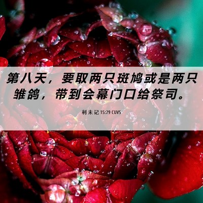 Picture 06 - 利 未 记 15:29 CUVS - 第 八 天 ， 要 取 两 只 斑 鸠 或 是 - Bible Verse Picture
