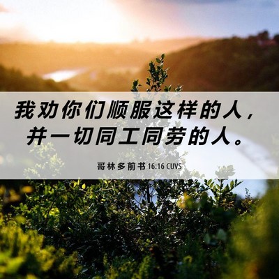 Picture 06 - 哥 林 多 前 书 16:16 CUVS - 我 劝 你 们 顺 服 这 样 的 人 ， 并 - Bible Verse Picture