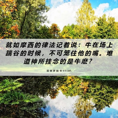 Picture 06 - 哥 林 多 前 书 9:9 CUVS - 就 如 摩 西 的 律 法 记 着 说 ： 牛 - Bible Verse Picture