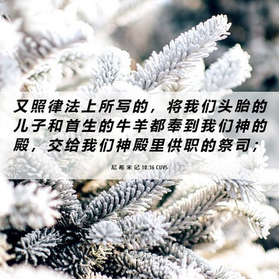 Picture 06 - 尼 希 米 记 10:36 CUVS - 又 照 律 法 上 所 写 的 ， 将 我 们 - Bible Verse Picture