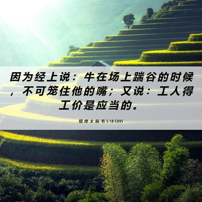 Picture 06 - 提 摩 太 前 书 5:18 CUVS - 因 为 经 上 说 ： 牛 在 场 上 踹 谷 - Bible Verse Picture