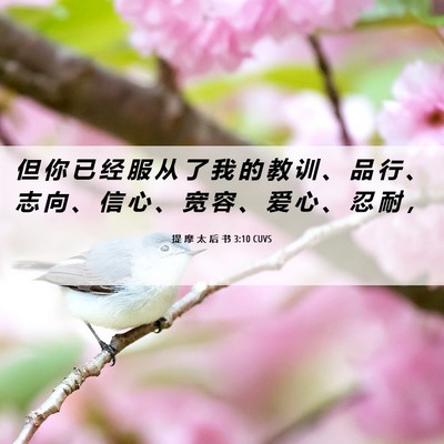 Picture 06 - 提 摩 太 后 书 3:10 CUVS - 但 你 已 经 服 从 了 我 的 教 训 、 - Bible Verse Picture