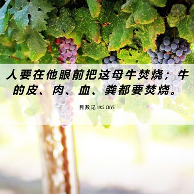 Picture 06 - 民 数 记 19:5 CUVS - 人 要 在 他 眼 前 把 这 母 牛 焚 烧 - Bible Verse Picture
