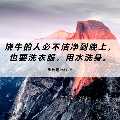 Picture 06 - 民 数 记 19:8 CUVS - 烧 牛 的 人 必 不 洁 净 到 晚 上 ， - Bible Verse Picture