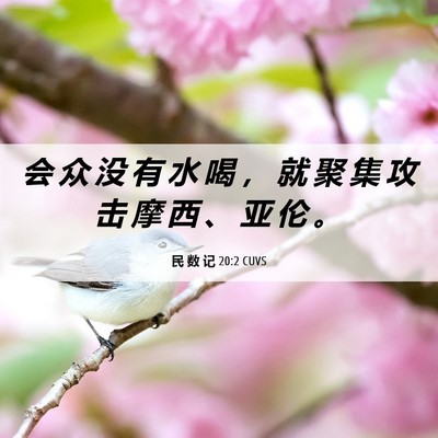 Picture 06 - 民 数 记 20:2 CUVS - 会 众 没 有 水 喝 ， 就 聚 集 攻 击 - Bible Verse Picture
