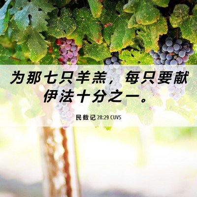 Picture 06 - 民 数 记 28:29 CUVS - 为 那 七 只 羊 羔 ， 每 只 要 献 伊 - Bible Verse Picture