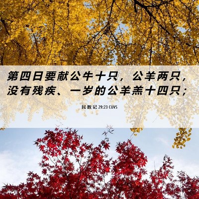 Picture 06 - 民 数 记 29:23 CUVS - 第 四 日 要 献 公 牛 十 只 ， 公 羊 - Bible Verse Picture