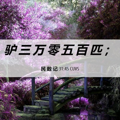 Picture 06 - 民 数 记 31:45 CUVS - 驴 三 万 零 五 百 匹 - Bible Verse Picture