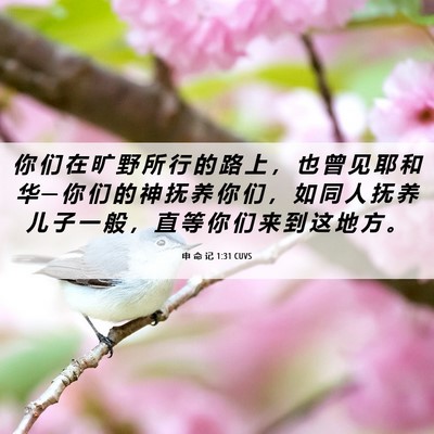 Picture 06 - 申 命 记 1:31 CUVS - 你 们 在 旷 野 所 行 的 路 上 ， 也 - Bible Verse Picture