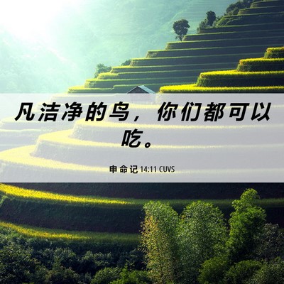 Picture 06 - 申 命 记 14:11 CUVS - 凡 洁 净 的 鸟 ， 你 们 都 可 以 吃 - Bible Verse Picture