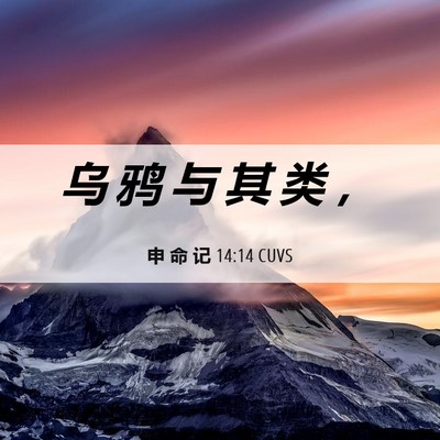 Picture 06 - 申 命 记 14:14 CUVS - 乌 鸦 与 其 类 - Bible Verse Picture