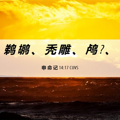 Picture 06 - 申 命 记 14:17 CUVS - 鹈 鹕 、 秃 雕 、 鸬 ? - Bible Verse Picture
