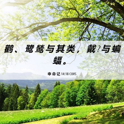 Picture 06 - 申 命 记 14:18 CUVS - 鹳 、 鹭 鸶 与 其 类 ， 戴 ? 与 蝙 蝠 - Bible Verse Picture