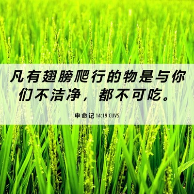 Picture 06 - 申 命 记 14:19 CUVS - 凡 有 翅 膀 爬 行 的 物 是 与 你 们 - Bible Verse Picture
