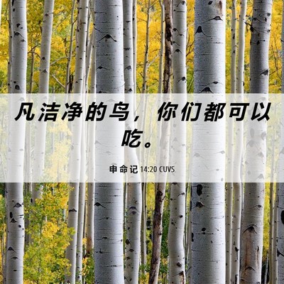 Picture 06 - 申 命 记 14:20 CUVS - 凡 洁 净 的 鸟 ， 你 们 都 可 以 吃 - Bible Verse Picture