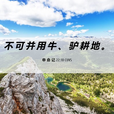 Picture 06 - 申 命 记 22:10 CUVS - 不 可 并 用 牛 、 驴 耕 地 - Bible Verse Picture