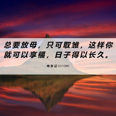 Picture 06 - 申 命 记 22:7 CUVS - 总 要 放 母 ， 只 可 取 雏 ， 这 样 - Bible Verse Picture