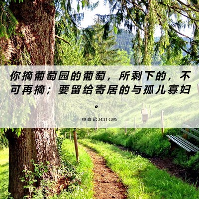 Picture 06 - 申 命 记 24:21 CUVS - 你 摘 葡 萄 园 的 葡 萄 ， 所 剩 下 - Bible Verse Picture