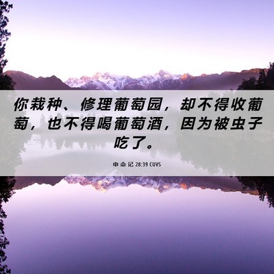 Picture 06 - 申 命 记 28:39 CUVS - 你 栽 种 、 修 理 葡 萄 园 ， 却 不 - Bible Verse Picture
