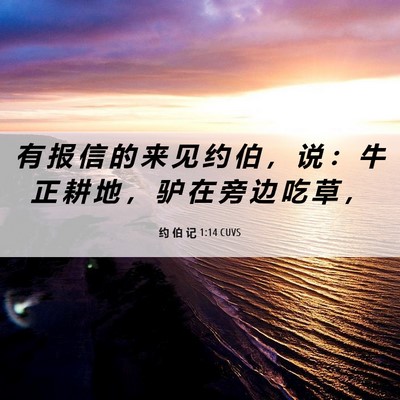 Picture 06 - 约 伯 记 1:14 CUVS - 有 报 信 的 来 见 约 伯 ， 说 ： 牛 - Bible Verse Picture