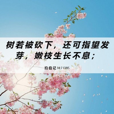 Picture 06 - 约 伯 记 14:7 CUVS - 树 若 被 砍 下 ， 还 可 指 望 发 芽 - Bible Verse Picture