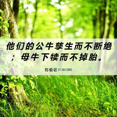 Picture 06 - 约 伯 记 21:10 CUVS - 他 们 的 公 牛 孳 生 而 不 断 绝 ； - Bible Verse Picture