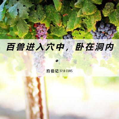 Picture 06 - 约 伯 记 37:8 CUVS - 百 兽 进 入 穴 中 ， 卧 在 洞 内 - Bible Verse Picture