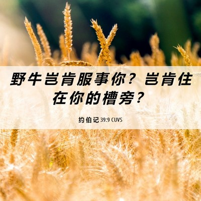 Picture 06 - 约 伯 记 39:9 CUVS - 野 牛 岂 肯 服 事 你 ？ 岂 肯 住 在 - Bible Verse Picture