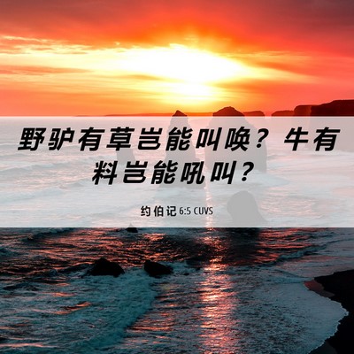Picture 06 - 约 伯 记 6:5 CUVS - 野 驴 有 草 岂 能 叫 唤 ？ 牛 有 料 - Bible Verse Picture