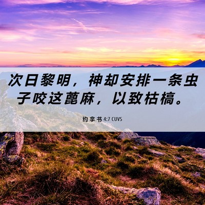 Picture 06 - 约 拿 书 4:7 CUVS - 次 日 黎 明 ， 神 却 安 排 一 条 虫 - Bible Verse Picture