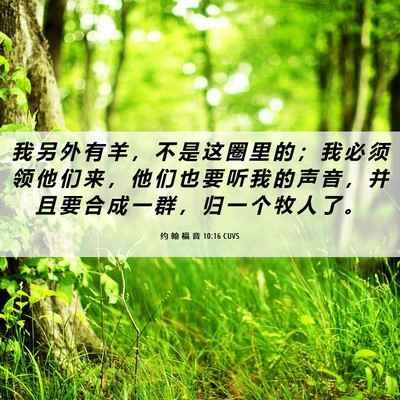 Picture 06 - 约 翰 福 音 10:16 CUVS - 我 另 外 有 羊 ， 不 是 这 圈 里 的 - Bible Verse Picture