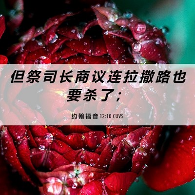 Picture 06 - 约 翰 福 音 12:10 CUVS - 但 祭 司 长 商 议 连 拉 撒 路 也 要 - Bible Verse Picture