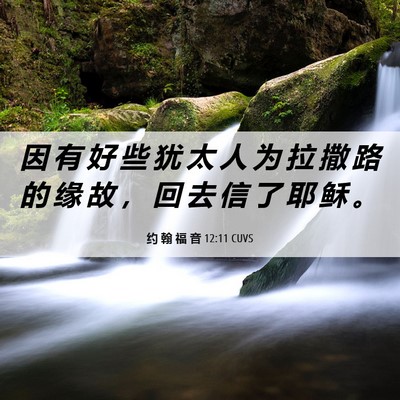 Picture 06 - 约 翰 福 音 12:11 CUVS - 因 有 好 些 犹 太 人 为 拉 撒 路 的 - Bible Verse Picture