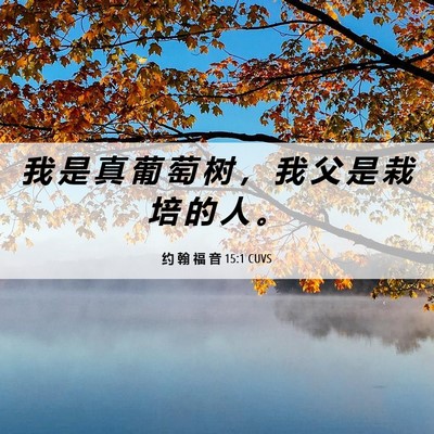 Picture 06 - 约 翰 福 音 15:1 CUVS - 我 是 真 葡 萄 树 ， 我 父 是 栽 培 - Bible Verse Picture