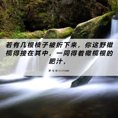 Picture 06 - 罗 马 书 11:17 CUVS - 若 有 几 根 枝 子 被 折 下 来 ， 你 - Bible Verse Picture