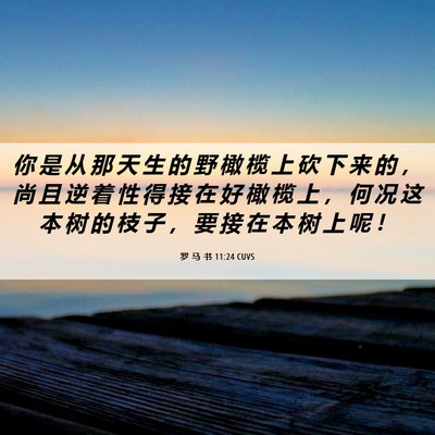 Picture 06 - 罗 马 书 11:24 CUVS - 你 是 从 那 天 生 的 野 橄 榄 上 砍 - Bible Verse Picture