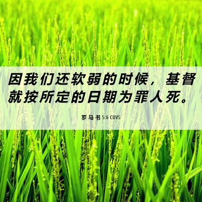 Picture 06 - 罗 马 书 5:6 CUVS - 因 我 们 还 软 弱 的 时 候 ， 基 督 - Bible Verse Picture
