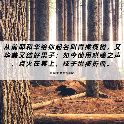 Picture 06 - 耶 利 米 书 11:16 CUVS - 从 前 耶 和 华 给 你 起 名 叫 青 橄 - Bible Verse Picture