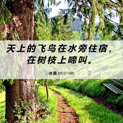 Picture 06 - 诗 篇 104:12 CUVS - 天 上 的 飞 鸟 在 水 旁 住 宿 ， 在 - Bible Verse Picture