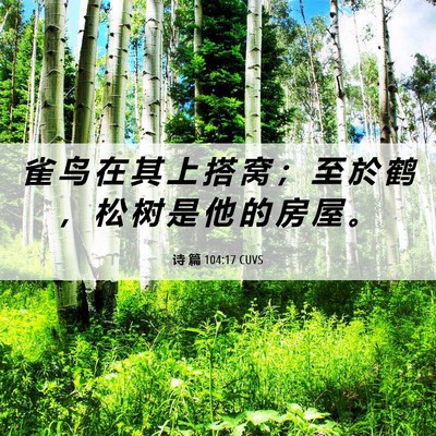 Picture 06 - 诗 篇 104:17 CUVS - 雀 鸟 在 其 上 搭 窝 ； 至 於 鹤 ， - Bible Verse Picture