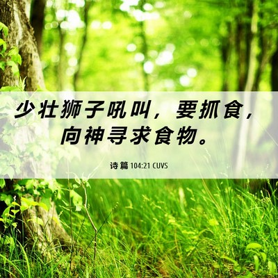 Picture 06 - 诗 篇 104:21 CUVS - 少 壮 狮 子 吼 叫 ， 要 抓 食 ， 向 - Bible Verse Picture