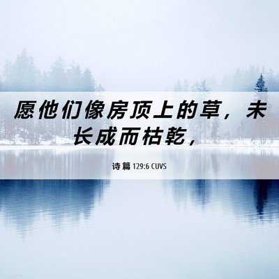 Picture 06 - 诗 篇 129:6 CUVS - 愿 他 们 像 房 顶 上 的 草 ， 未 长 - Bible Verse Picture