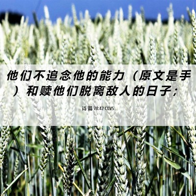 Picture 06 - 诗 篇 78:42 CUVS - 他 们 不 追 念 他 的 能 力 （ 原 文 - Bible Verse Picture