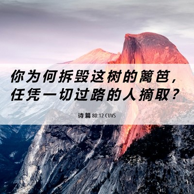 Picture 06 - 诗 篇 80:12 CUVS - 你 为 何 拆 毁 这 树 的 篱 笆 ， 任 - Bible Verse Picture