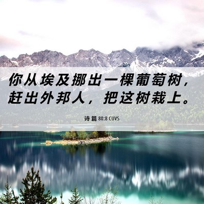 Picture 06 - 诗 篇 80:8 CUVS - 你 从 埃 及 挪 出 一 棵 葡 萄 树 ， - Bible Verse Picture