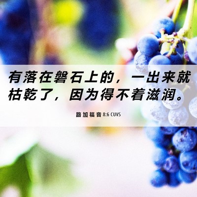 Picture 06 - 路 加 福 音 8:6 CUVS - 有 落 在 磐 石 上 的 ， 一 出 来 就 - Bible Verse Picture