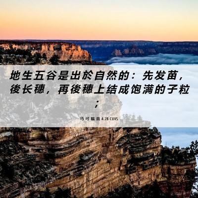 Picture 06 - 马 可 福 音 4:28 CUVS - 地 生 五 谷 是 出 於 自 然 的 ： 先 - Bible Verse Picture