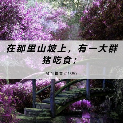 Picture 06 - 马 可 福 音 5:11 CUVS - 在 那 里 山 坡 上 ， 有 一 大 群 猪 - Bible Verse Picture