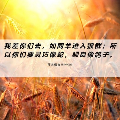 Picture 06 - 马 太 福 音 10:16 CUVS - 我 差 你 们 去 ， 如 同 羊 进 入 狼 - Bible Verse Picture